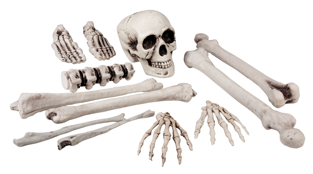 Sæt med 12 skeletdele