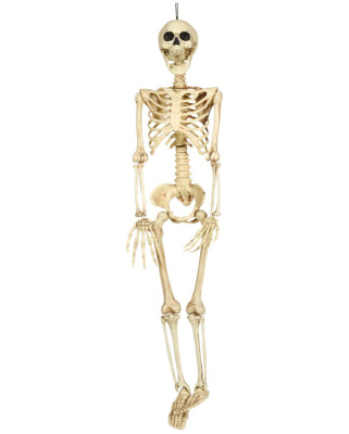 Skelet 90 cm