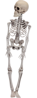 Skelet 42 cm