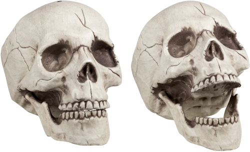 Kranie med bevægelig kæbe