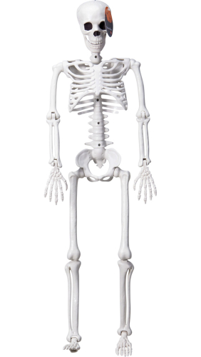 Skelet 90 cm
