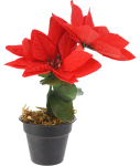 Julestjerne i potte 17 cm